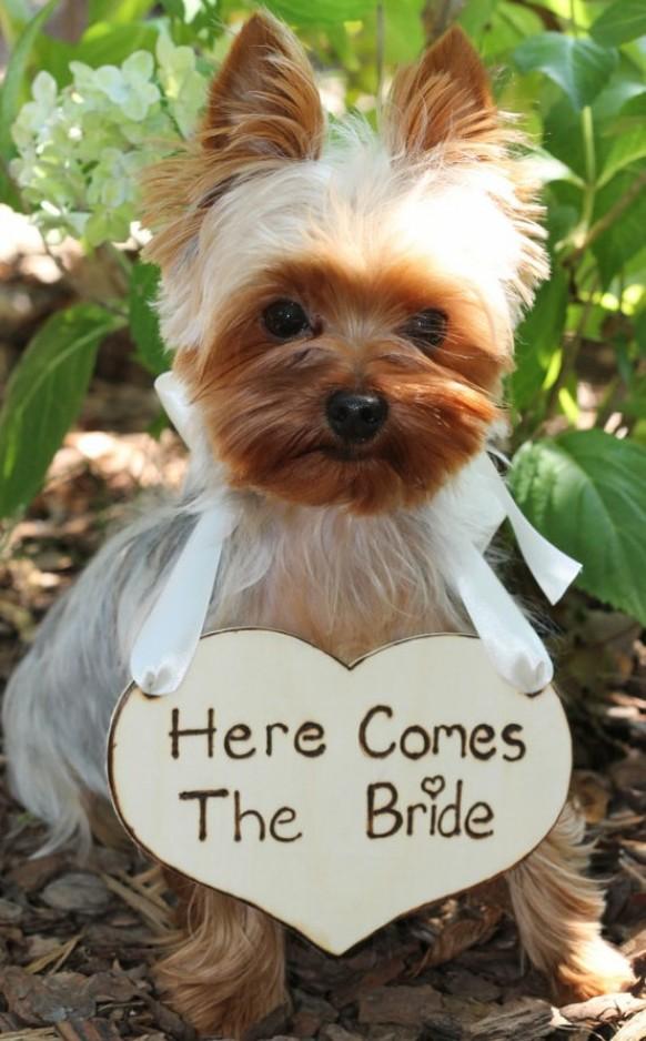 Pets - Pets In Wedding #1589508 - Weddbook